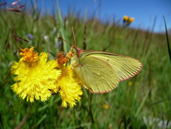 Inventaire faune et flore
