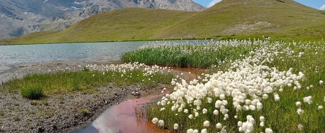 Missions d’expertises réglementaires zones humides : maîtrise d’ouvrage public ou privée • Secteur Rhône-Alpes
